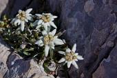 Salita sul Pizzo Arera dalla nord-ovest, discesa dalla nord al Passo e Cima di Corna Piana il 4 settembre 2010 - FOTOGALLERY